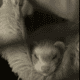 2 Female Young Ferrets