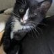 Pick your purrfect kitten