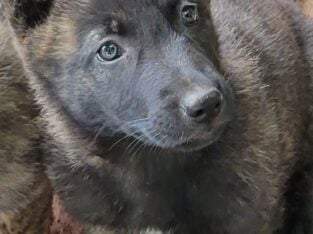 German shepherd puppies
