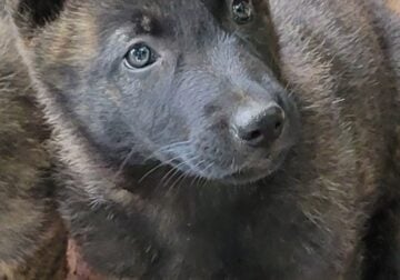 German shepherd puppies