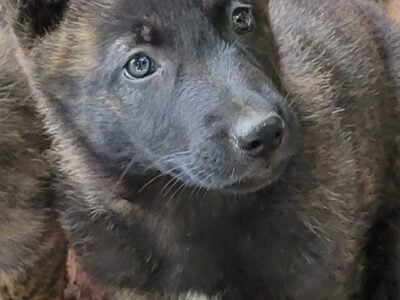 German shepherd puppies