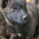 German shepherd puppies