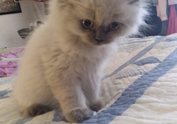 Ragdoll kitten, female,born March 7th 2025