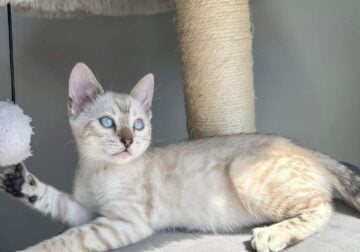 Snow and gold Bengal kittens available