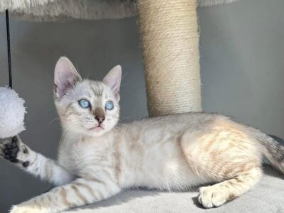Snow and gold Bengal kittens available