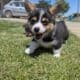 Female corgi pup – Reese