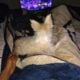Malti-Mix female puppy 3 months