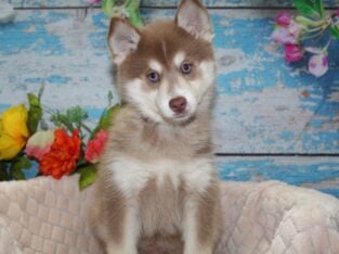 Pomsky Puppies