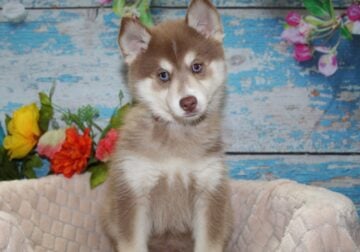 Pomsky Puppies