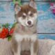 Pomsky Puppies