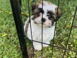 Shih Tzu