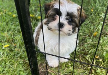 Shih Tzu