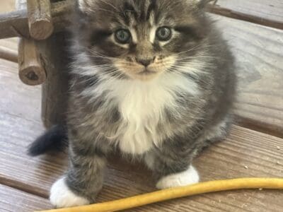 Maine Coons