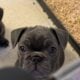 French Bulldog Female Blue Brindle