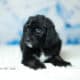 Bernedoodles -May