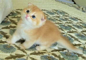 Purebred Scottish Fold male kitten