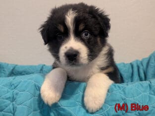 Australian Shepherd Puppies – Mesa AZ