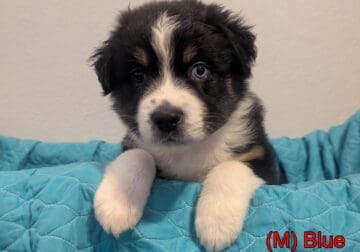 Australian Shepherd Puppies – Mesa AZ