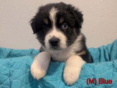 Australian Shepherd Puppies – Mesa A  ...