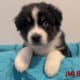 Australian Shepherd Puppies – Mesa AZ