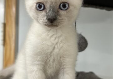 Siamese kittens