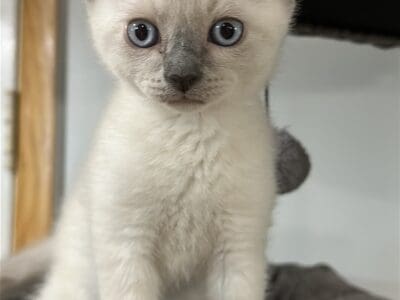 Siamese kittens