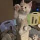 Orange Tabby Maine Coon