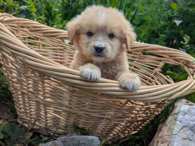 Golden Retriever/Great Pyrenees