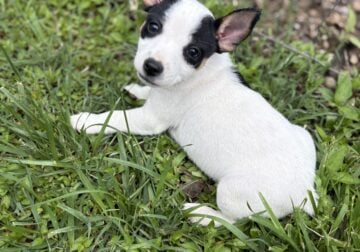 Rat terrier puppies