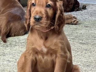 Irish Setter 11 week old Male
