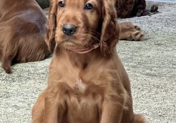 Irish Setter 11 week old Male
