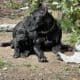 Clear Creek Cane Corso’s