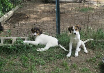 Shepherd Great Pyrenees and Hound Mix Puppies