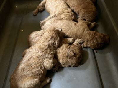 Standard poodle puppies