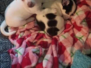 Chiwawa puppies
