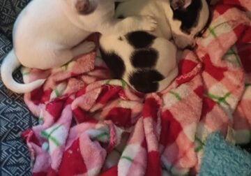 Chiwawa puppies