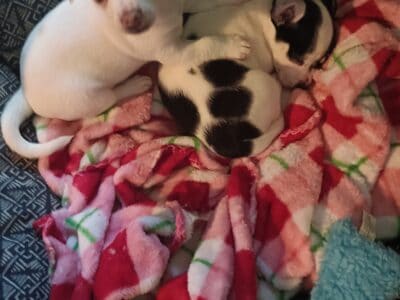 Chiwawa puppies