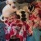 Chiwawa puppies