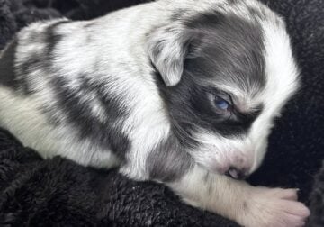 Australian Shepard #2