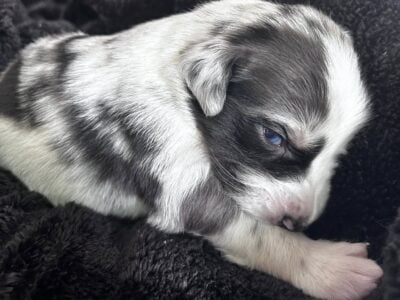 Australian Shepard #2