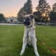 Great Pyrenees German Shepherd Puppies 4 M 2 F
