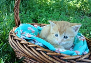 Dandy (Orange tabby male)