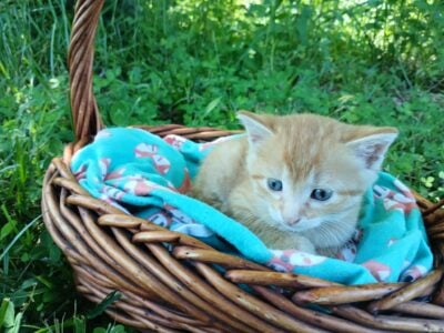 Dandy (Orange tabby male)