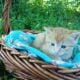 Dandy (Orange tabby male)