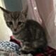 Kittens 9 weeks old