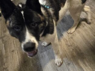 American Akita