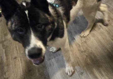 American Akita