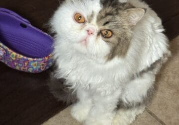 Beautiful Persian male needs new loving home