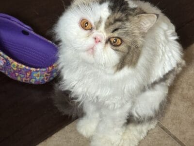 Beautiful Persian male needs new loving home