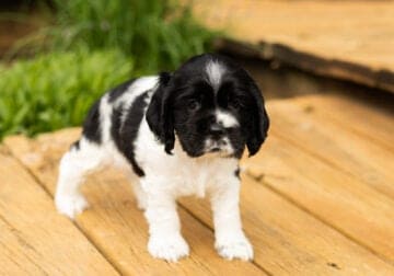 AKC Cocker Spaniel male puppy Indiana (Reggie)